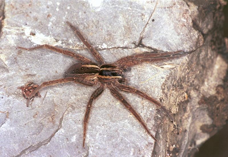 Dolomedes_minor_F2403_Z_86_HW 43 _Nieuw-Zeeland.jpg